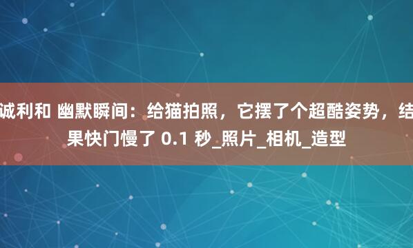 诚利和 幽默瞬间：给猫拍照，它摆了个超酷姿势，结果快门慢了 0.1 秒_照片_相机_造型