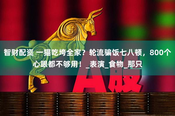 智财配资 一猫吃垮全家？轮流骗饭七八顿，800个心眼都不够用！_表演_食物_那只